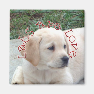 Labs are Love Magnet