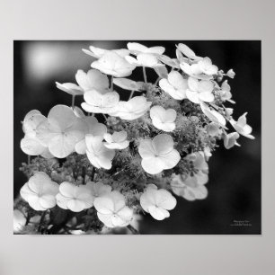 Lace Cap Hydrangea Black And White Poster