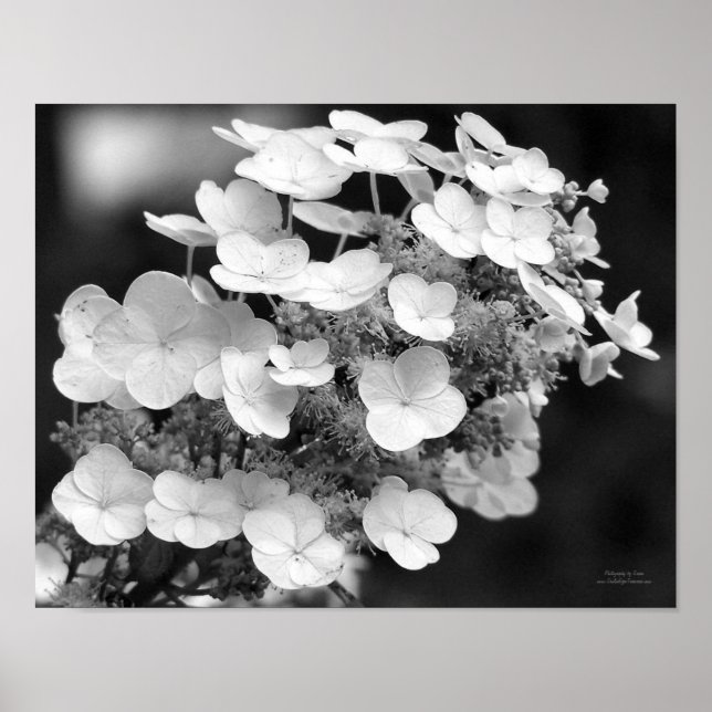 Lace Cap Hydrangea Black And White Poster (Front)