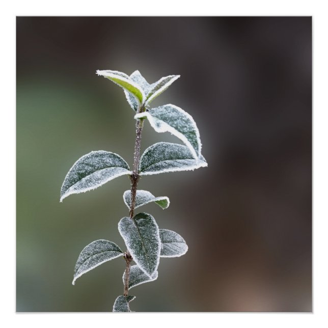 lace on leaves poster (Front)