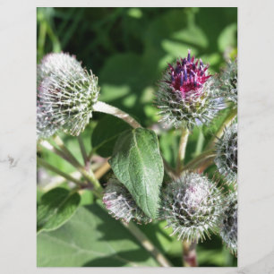 lace over thistle