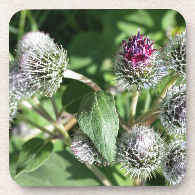 lace over thistle coaster (Front)
