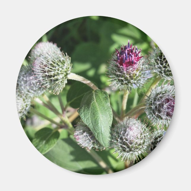lace over thistle magnet (Front)