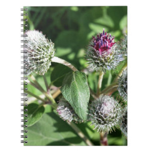 lace over thistle notebook