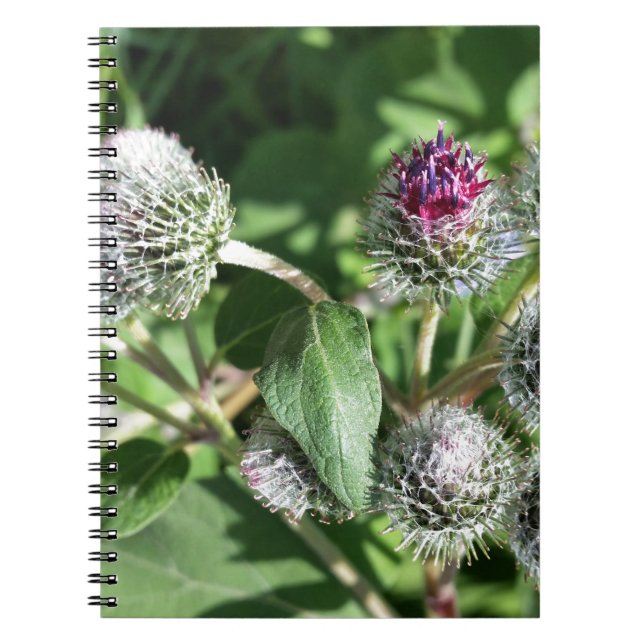 lace over thistle notebook (Front)