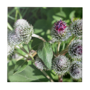 lace over thistle tile