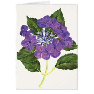 Lacecap Hydrangea
