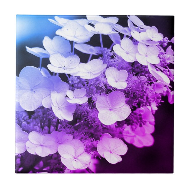 Lacecap Hydrangea Black And White Colour Tint  Ceramic Tile (Front)