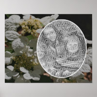 Lacecap Hydrangea Flower Create Your Own Photo 