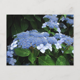 Lacecap Hydrangea ~  postcard