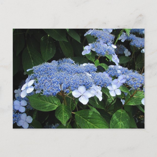 Lacecap Hydrangea ~  postcard (Front)