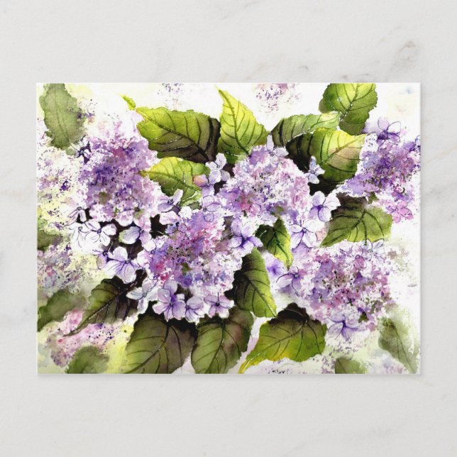 Lacecap Hydrangeas Postcard (Front)