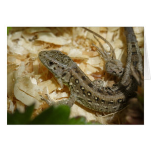 Lacerta agilis