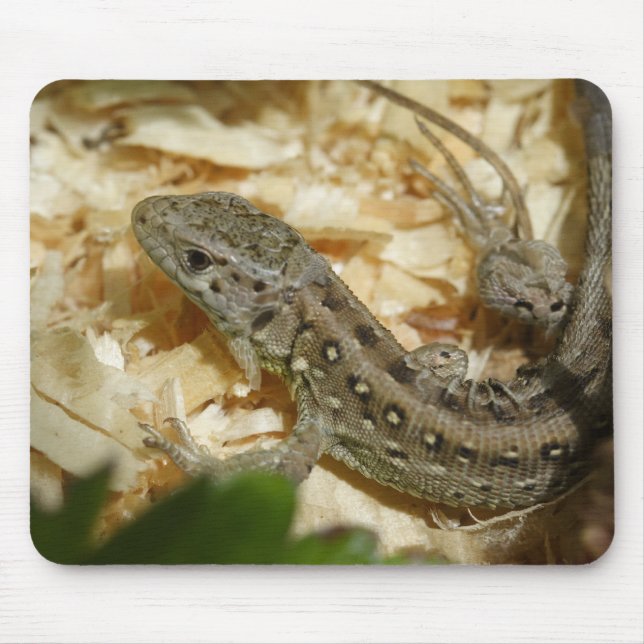 Lacerta agilis mouse pad (Front)