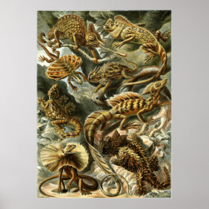 Lacertilia, lizards by Ernst Haeckel Poster