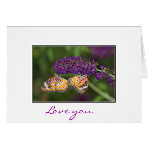 Lacewing Duet