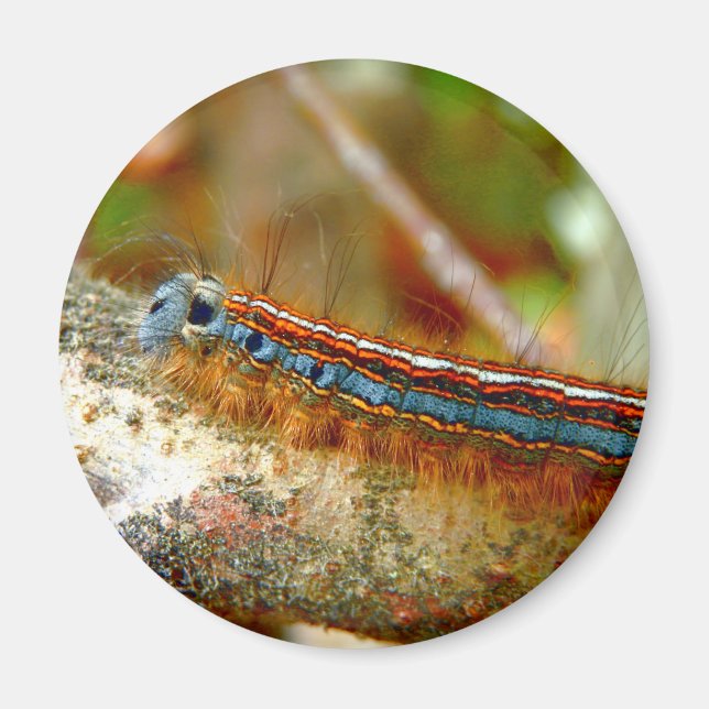Lackey Moth Caterpillar Magnet (Front)