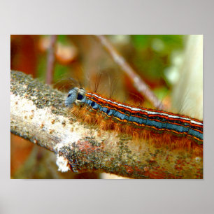 Lackey Moth Caterpillar Poster