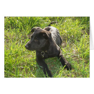 Lacquer Black German Shepherd