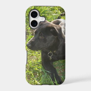 Lacquer Black German Shepherd