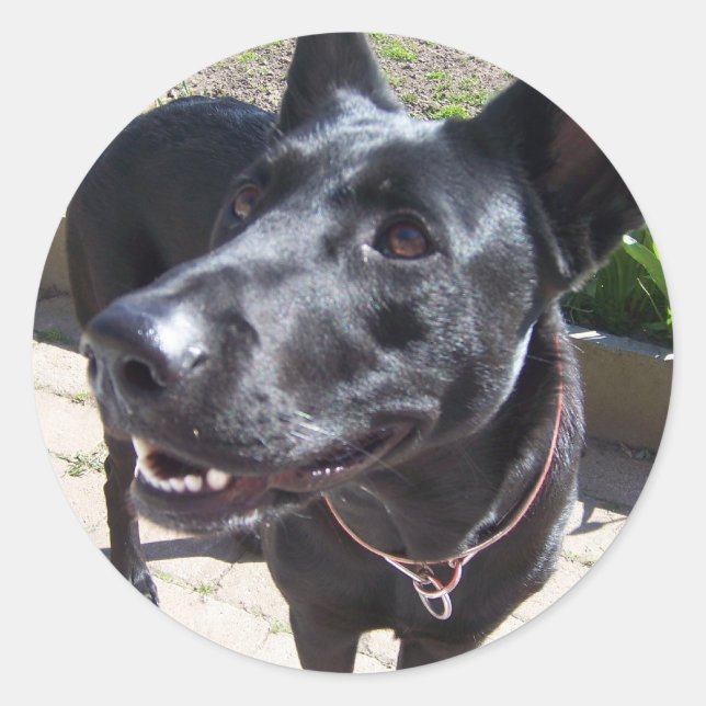 Lacquer Black German Shepherd Classic Round Sticker (Front)