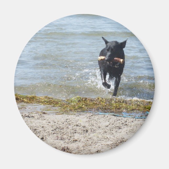 Lacquer Black German Shepherd Magnet (Front)