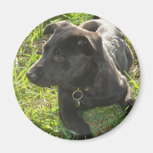 Lacquer Black German Shepherd Magnet