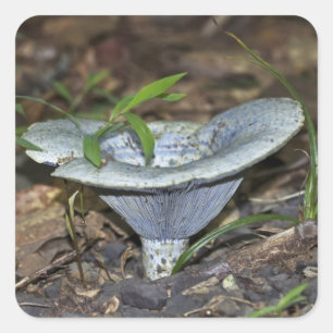 Lactarius indigo Blue Mushroom Square Sticker
