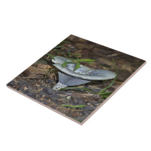Lactarius indigo Blue Mushroom Tile