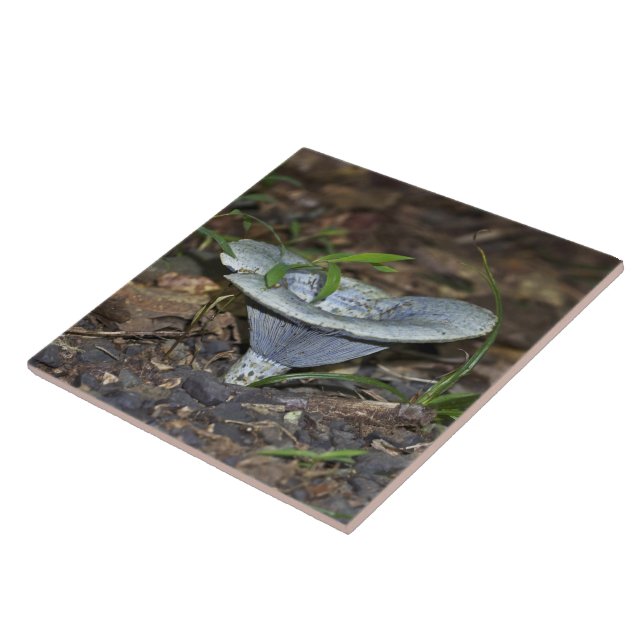 Lactarius indigo Blue Mushroom Tile (Side)