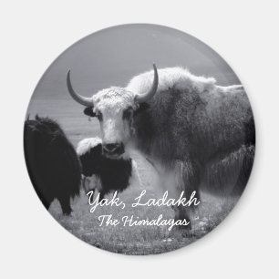 Ladakh, The Himalayas, Yak II (Magnet) Magnet