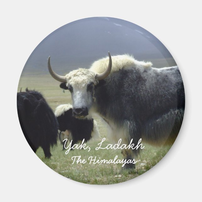 Ladakh, The Himalayas, Yak (Magnet) Magnet (Front)
