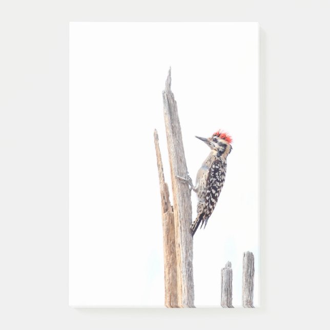 Ladder-Backed Woodpecker Post-it Notes (Front)