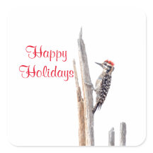 Ladder-Backed Woodpecker