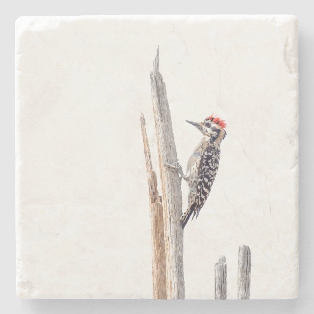 Ladder-Backed Woodpecker Stone Coaster (Front)