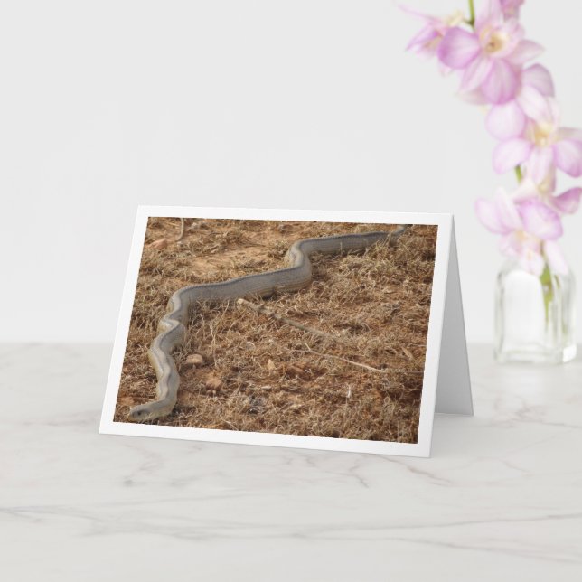 Ladder Snake Card (Orchid)