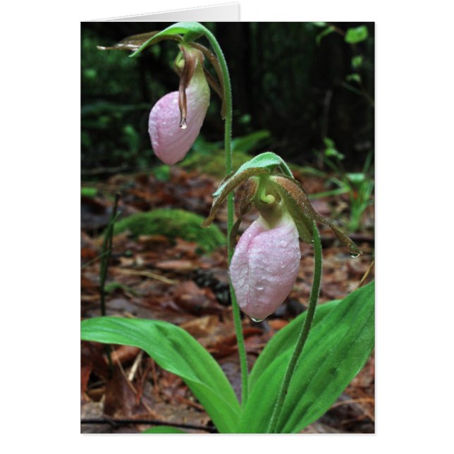 Ladies Slippers (Front)