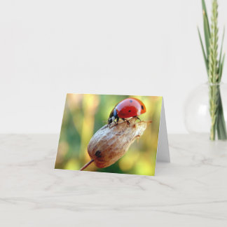 Ladtbug Card