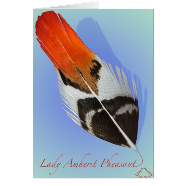 Lady Amherst Pheasant Flank (Front)