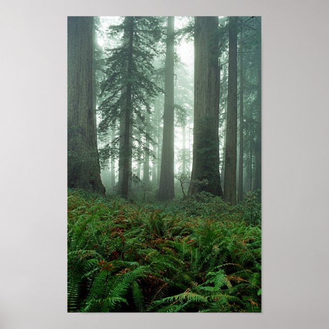 Lady Bird Johnson Grove Poster (Front)