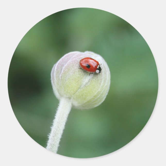 Lady Bird Stickers (Front)