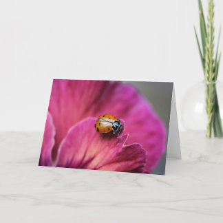Lady Bug Card