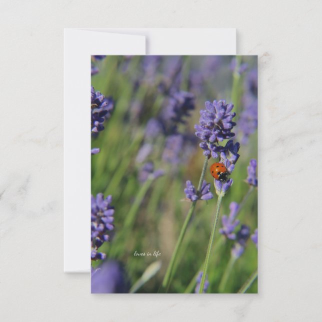 Lady Bug & Lavender Card (Front)