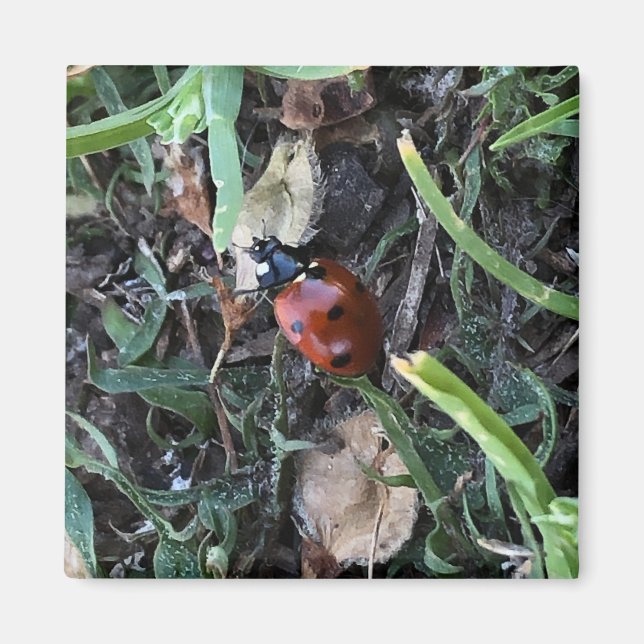 Lady Bug Magnet (Front)