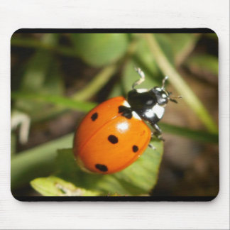 Lady Bug Mouse Pad