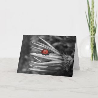 Lady Bug on a Daisy Card