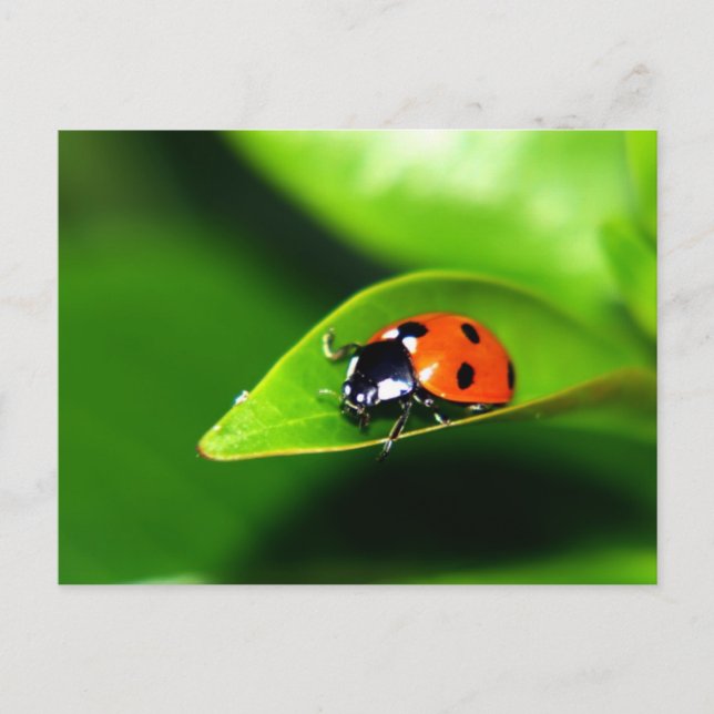 Lady Bug On A Leaf Postcard (Front)