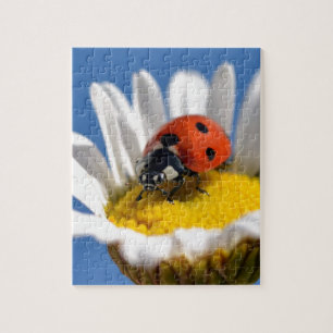 Lady bug on daisy jigsaw puzzle
