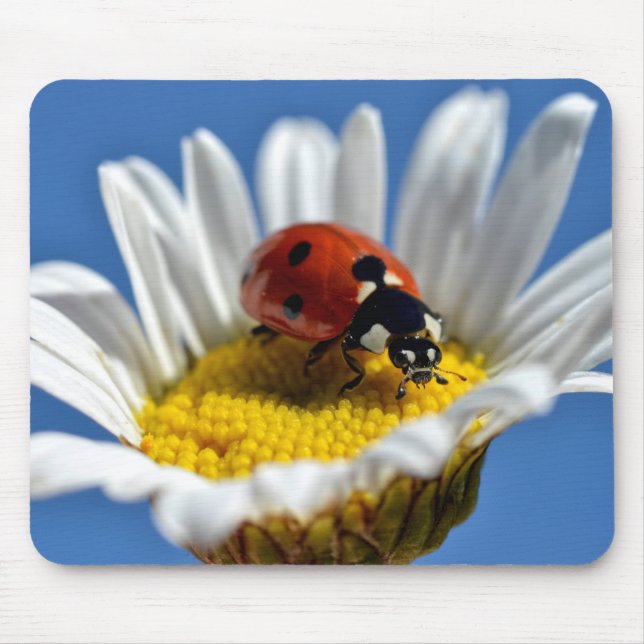 Lady bug on daisy Mug Mouse Pad (Front)