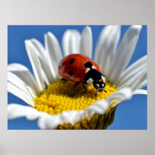 Lady bug on daisy Mug Mouse Pad Poster